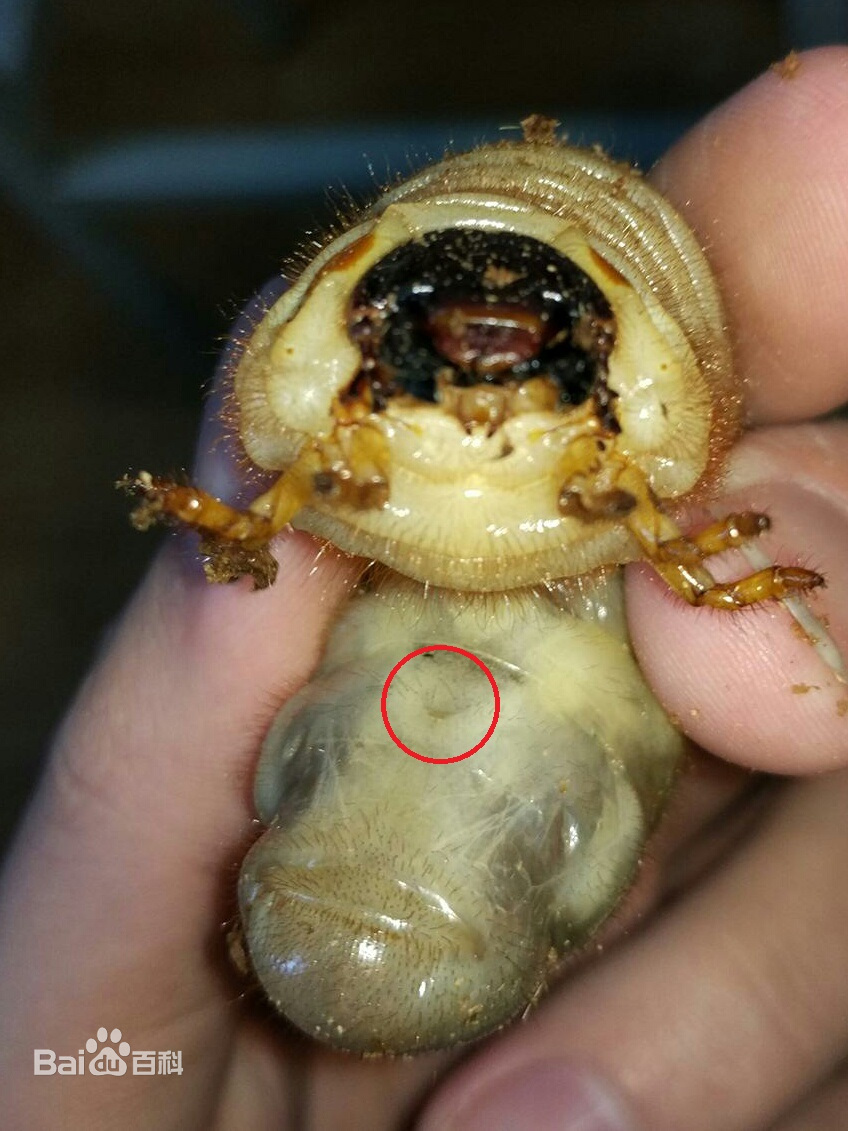 独角仙幼虫俗称"蛴螬""鸡母虫",身体肥大,最大可长约10cm.