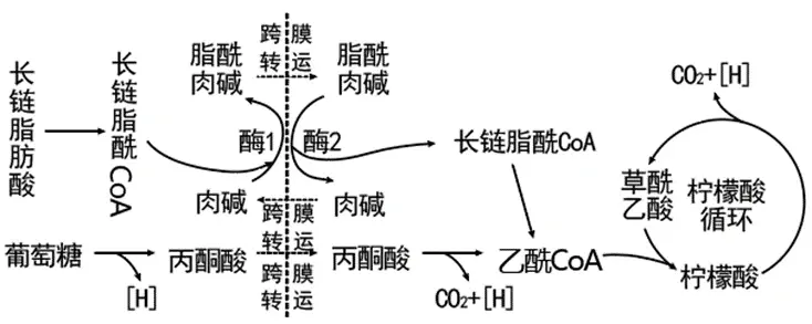 ①有氧呼吸的过程中.丙酮酸和长链脂酰coa转化为乙酰coa,再进入柠檬酸循环