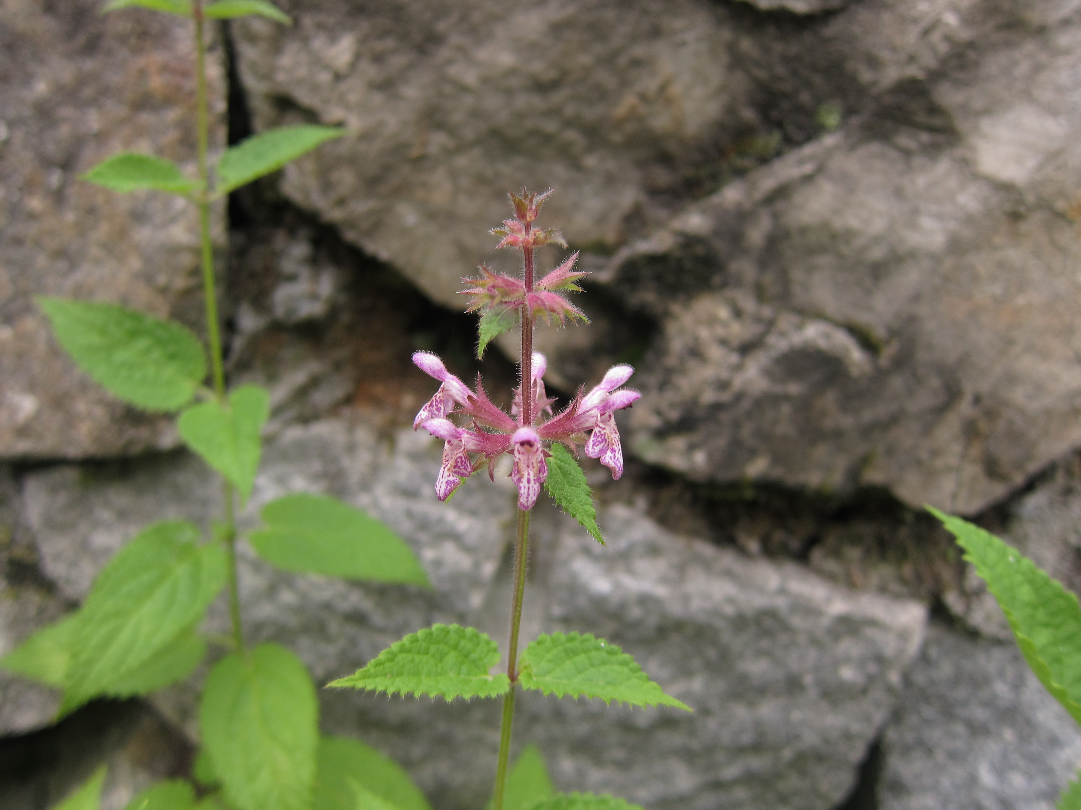 甘露子 stachys sieboldii