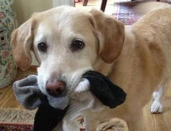 狗为啥喜欢咬东西 bf2101c13ba3fe85b77b6338afc302f980e6f3e0.jpg