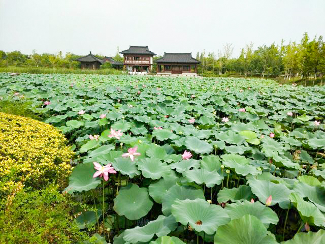 东台西溪天仙缘是否是值得一去的旅游风景区?有何特色风景?