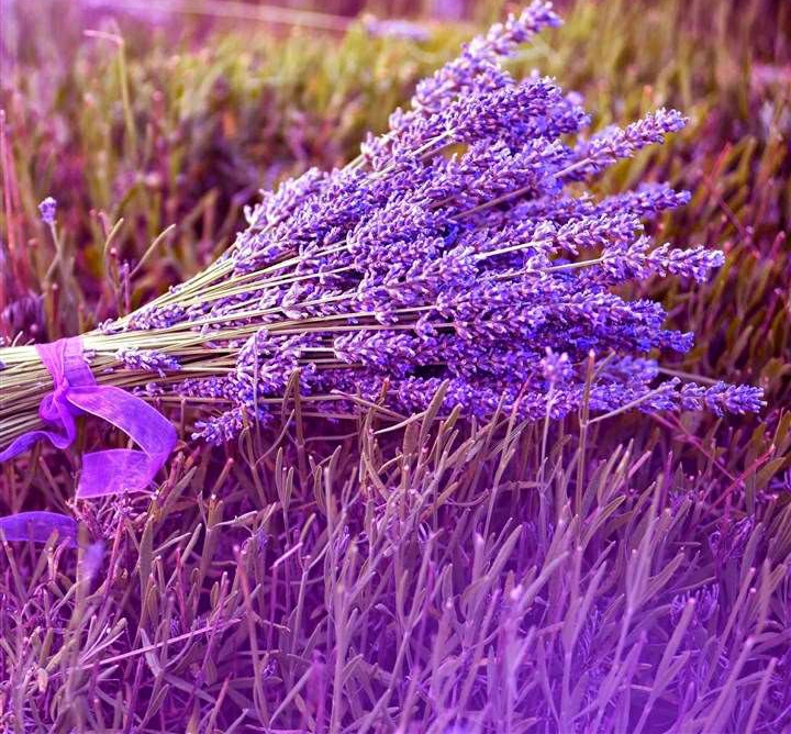 薰衣草的花语是"芳香"的意思,当你到了薰衣草田,常会不知不觉地被