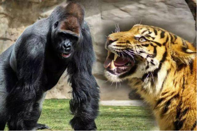 银背大猩猩vs老虎,谁更胜一筹?网友:没有对比就没有伤害