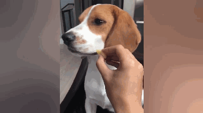 壁纸 动物 狗 狗狗 400_224 gif 动态图 动图