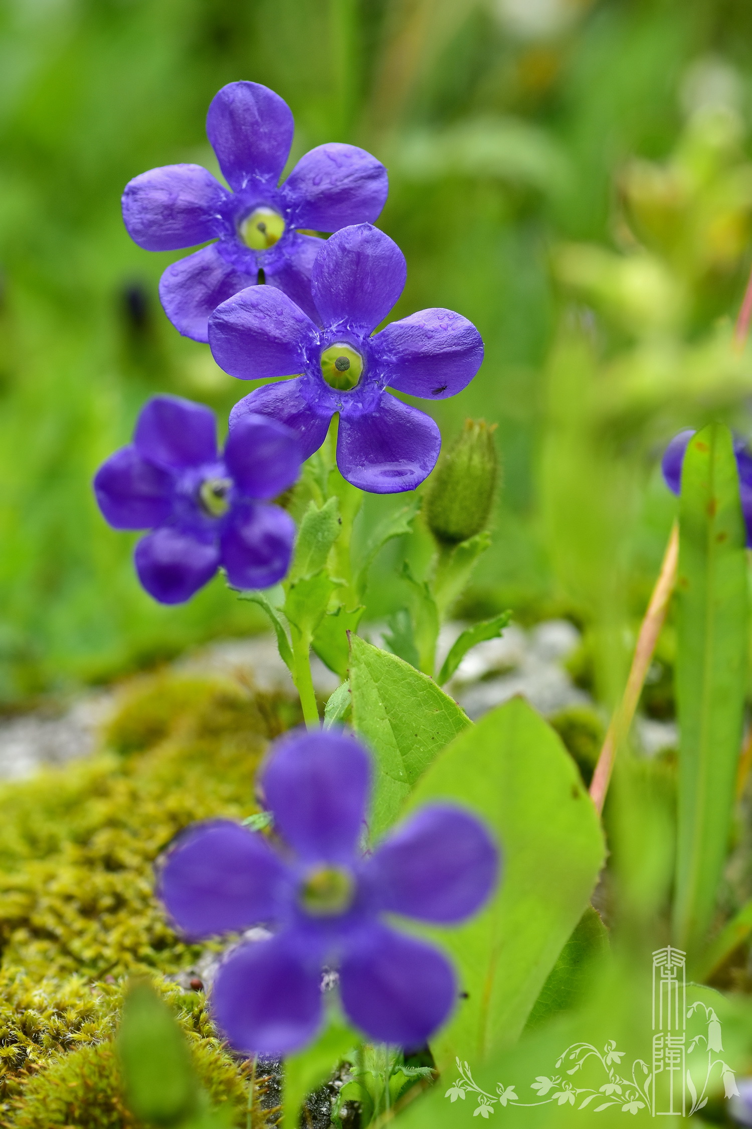 裂叶蓝钟花 cyananthus lobatus