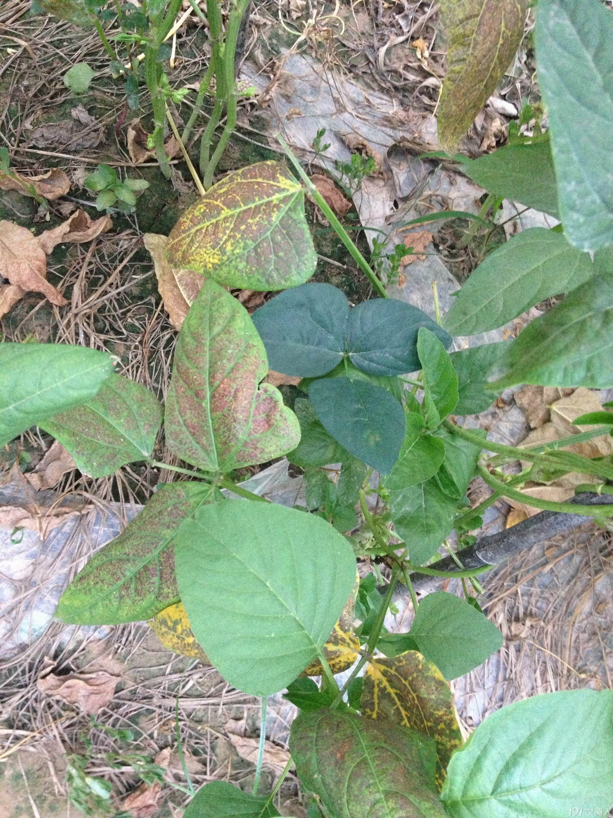 常见的豆角病虫害预防,简单实用建议收藏