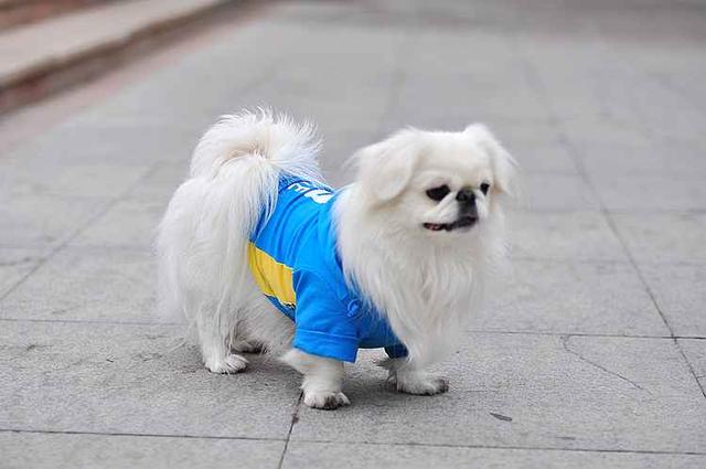 曾经享尽荣华富贵的皇家御犬——京巴犬 挑选饲养护理