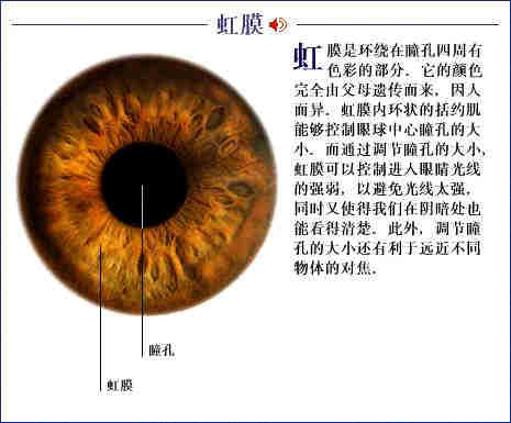 史上最全的人体(组织器官)全图