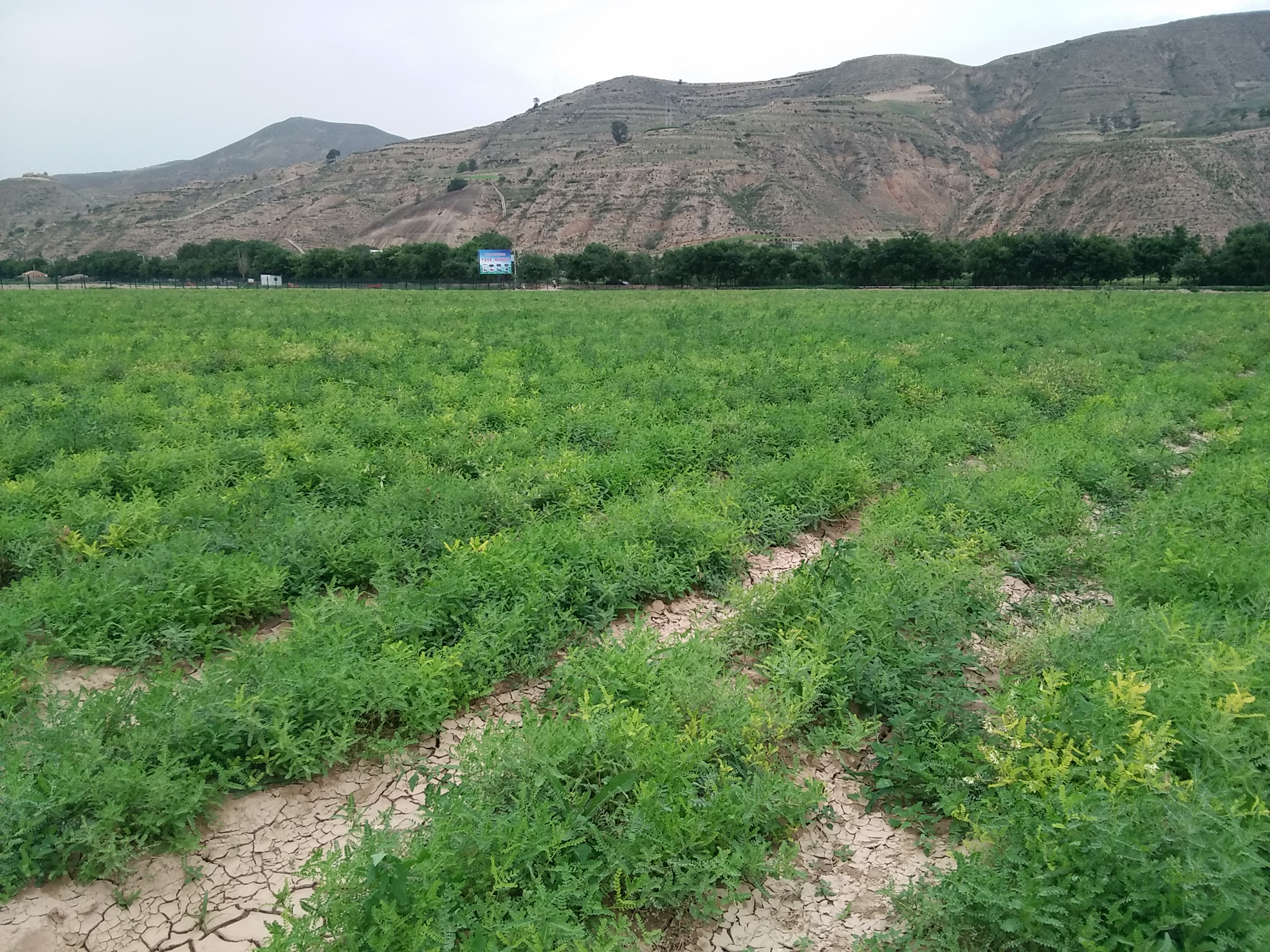 黄芪种植基地