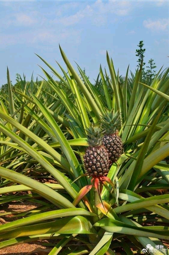 《菠萝与凤梨》——你甜你是凤梨,我酸就是菠萝咯?