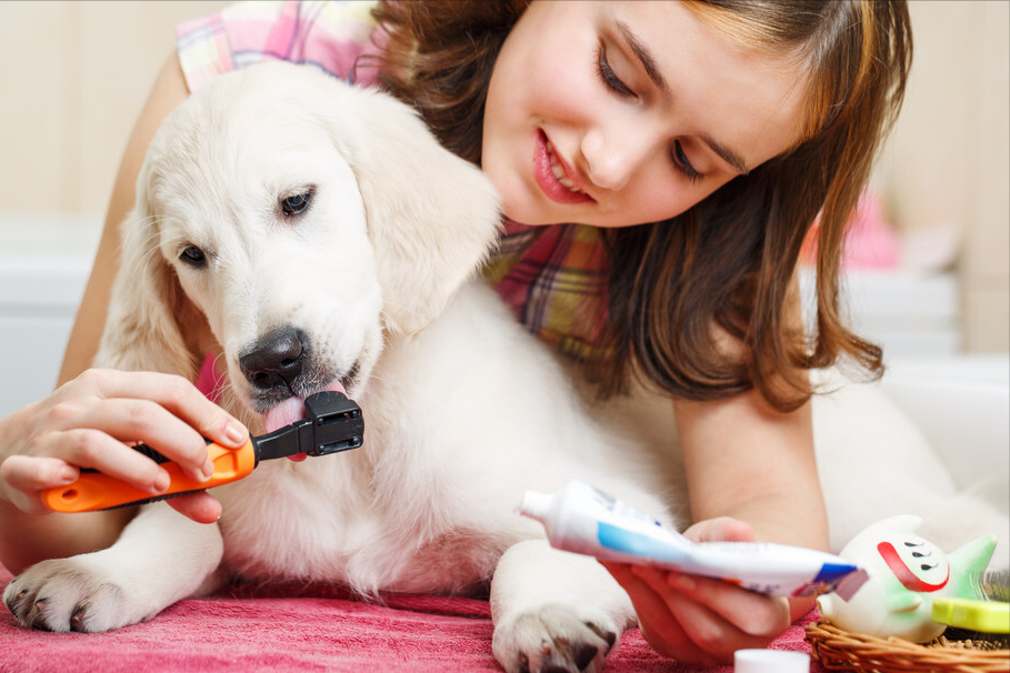 爬宠日常清洁护理的方法 c14b41e04cb2ce640aced76fa50f7fc9f8ae8799.png