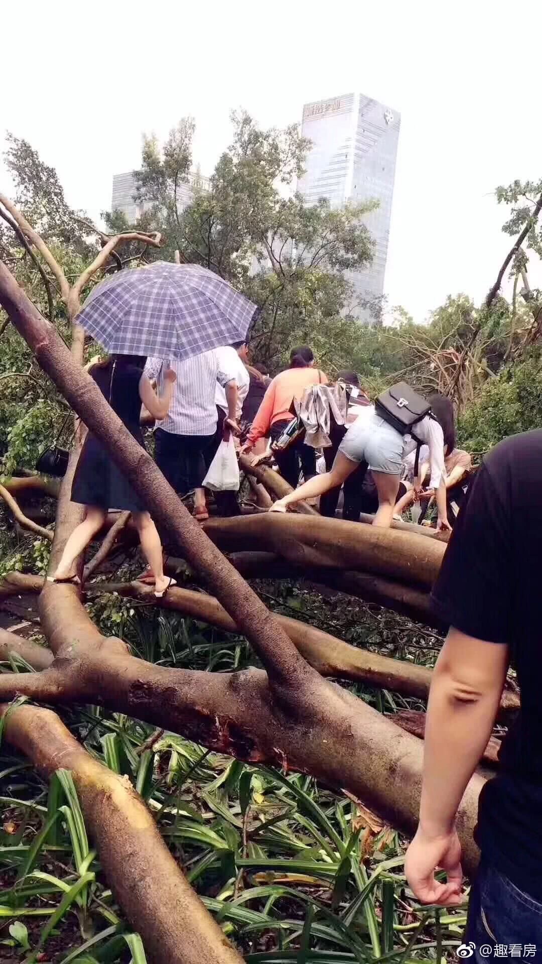 台风"山竹"肆虐全城,深圳人"穿越丛林"去上班,注意