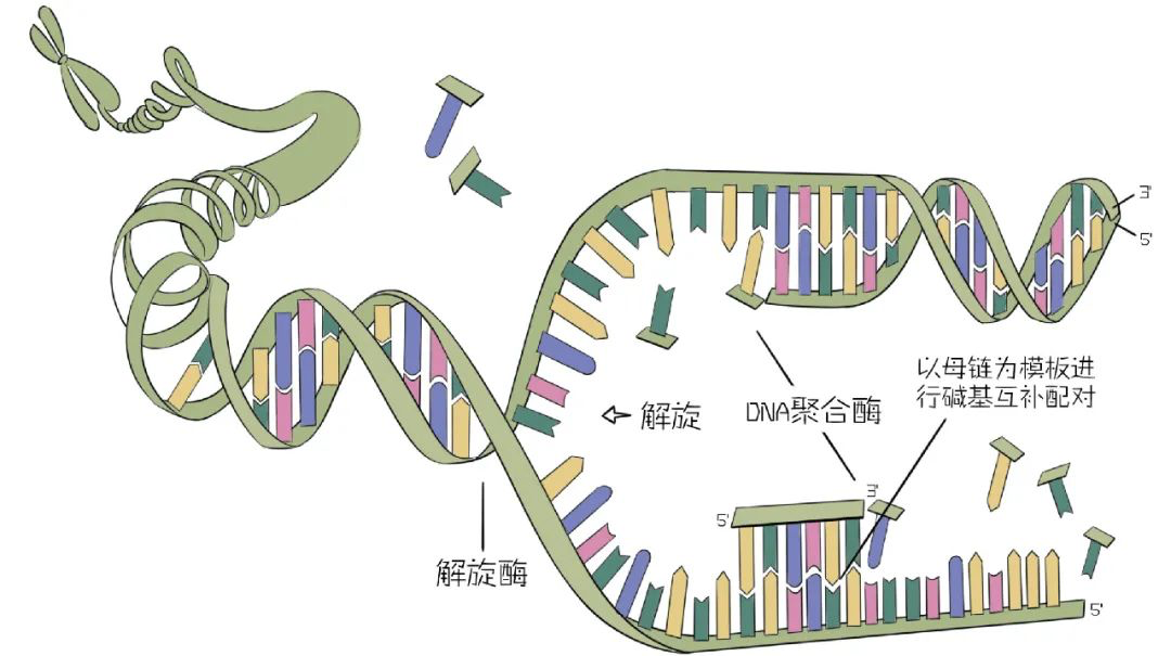 劈腿是个技术活儿dna半保留复制