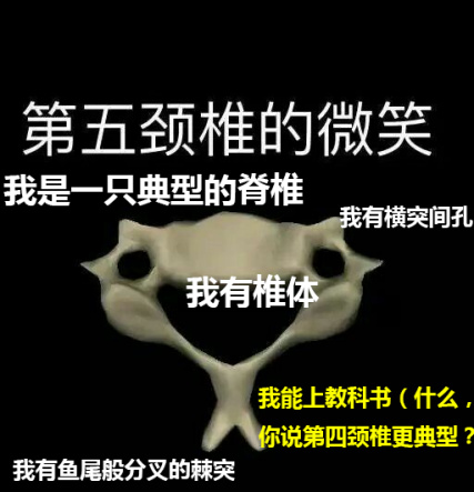 第五颈椎.