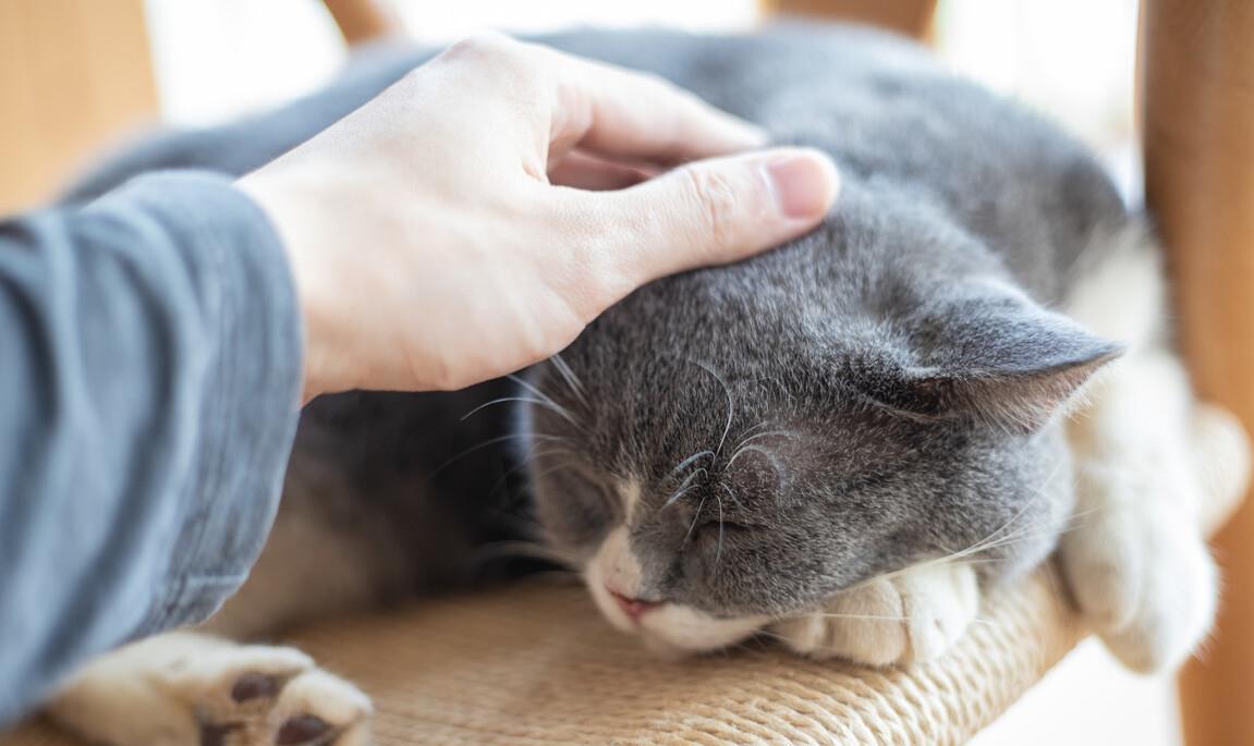 在猫咪的认知里,摸头可能有"六种"含义!