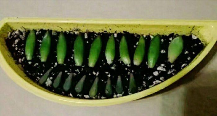 新手多肉叶插教程 c1a3134d5134ede47d903482f1f4d48fae20d0f9.png