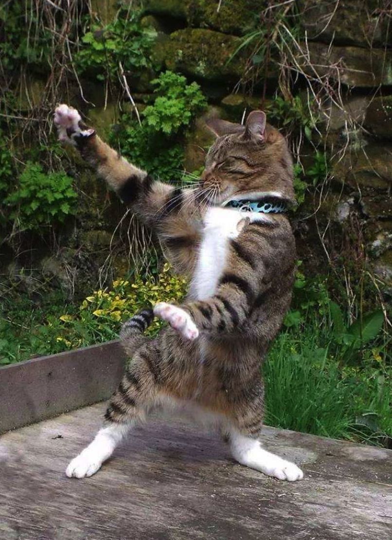 猫咪一旦跳起来,不是在打架,就是在准备打架的路上!