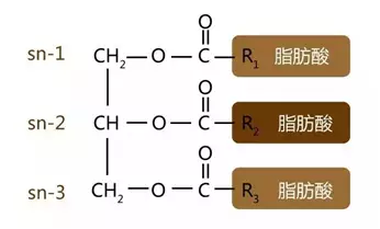 脂肪(甘油三酯)的化学通式