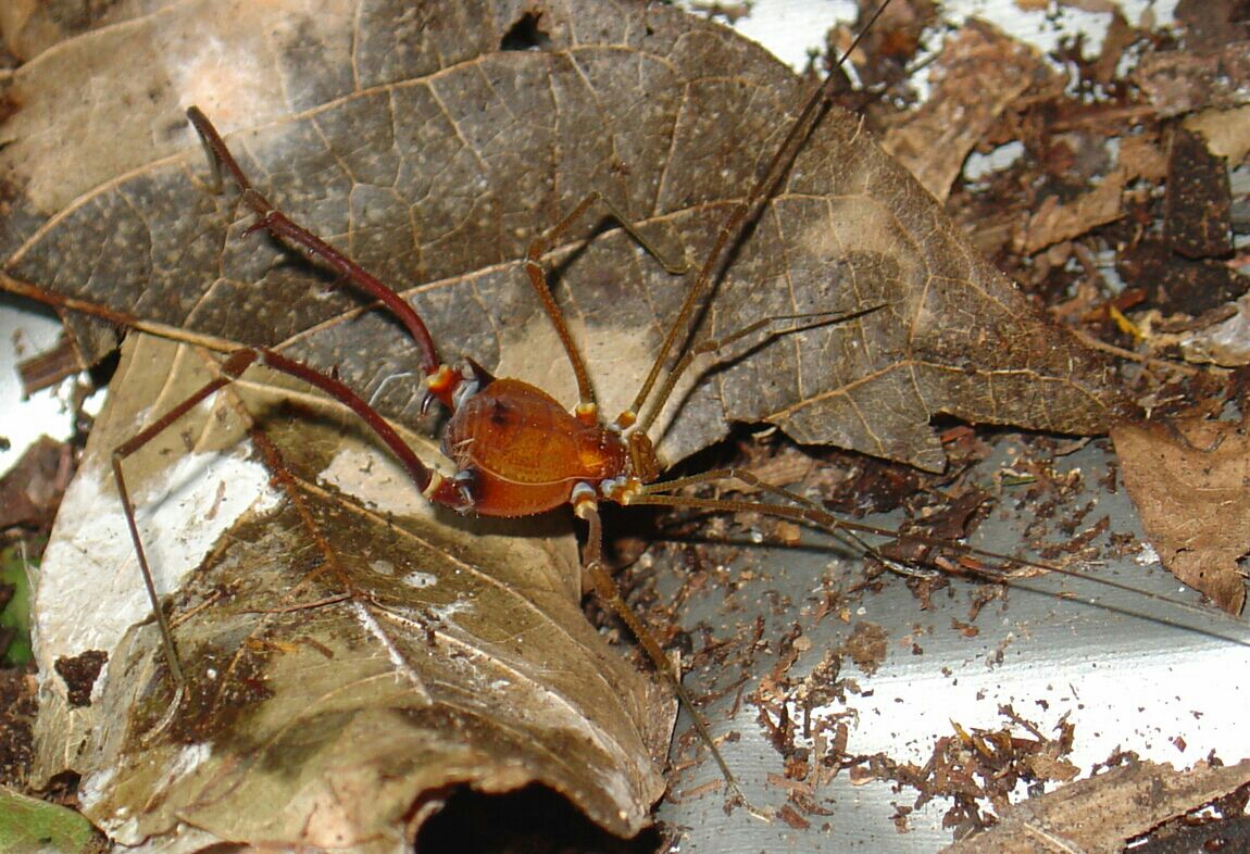 蛛型纲(arachnida)→ 广腹亚纲(latigastra)→ 盲蛛目(oplliones)