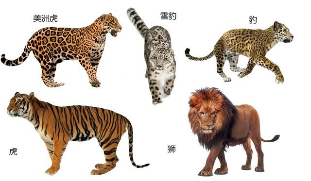 大家熟知的兽族双子星,旧大陆的东西二帝,虎与狮,都属于豹亚科.
