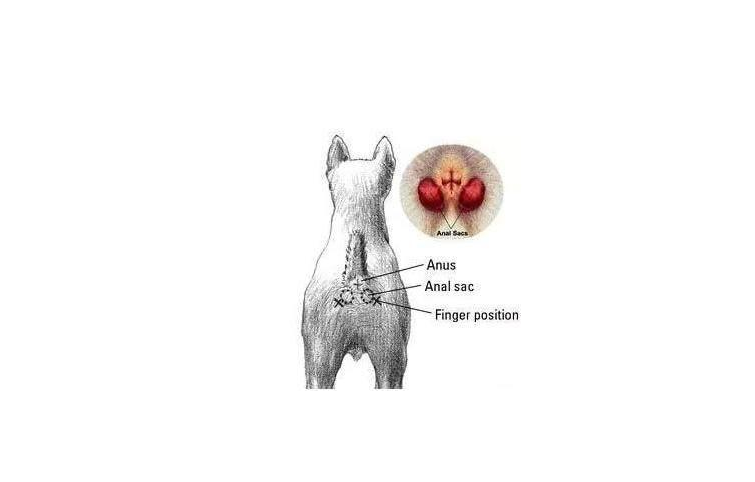 狗狗多久挤一次肛门腺？
