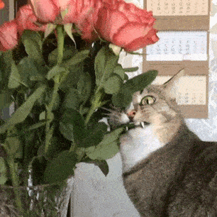 小猫咪这么可爱,能有什么