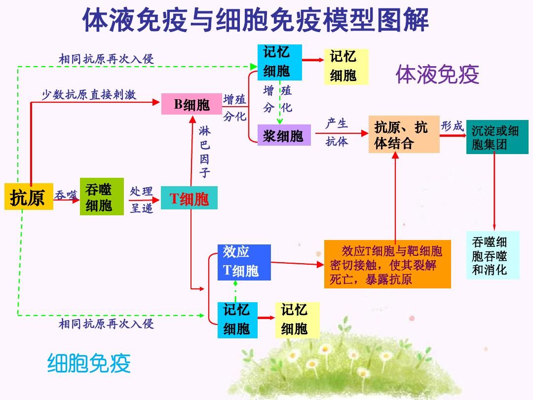 细胞免疫