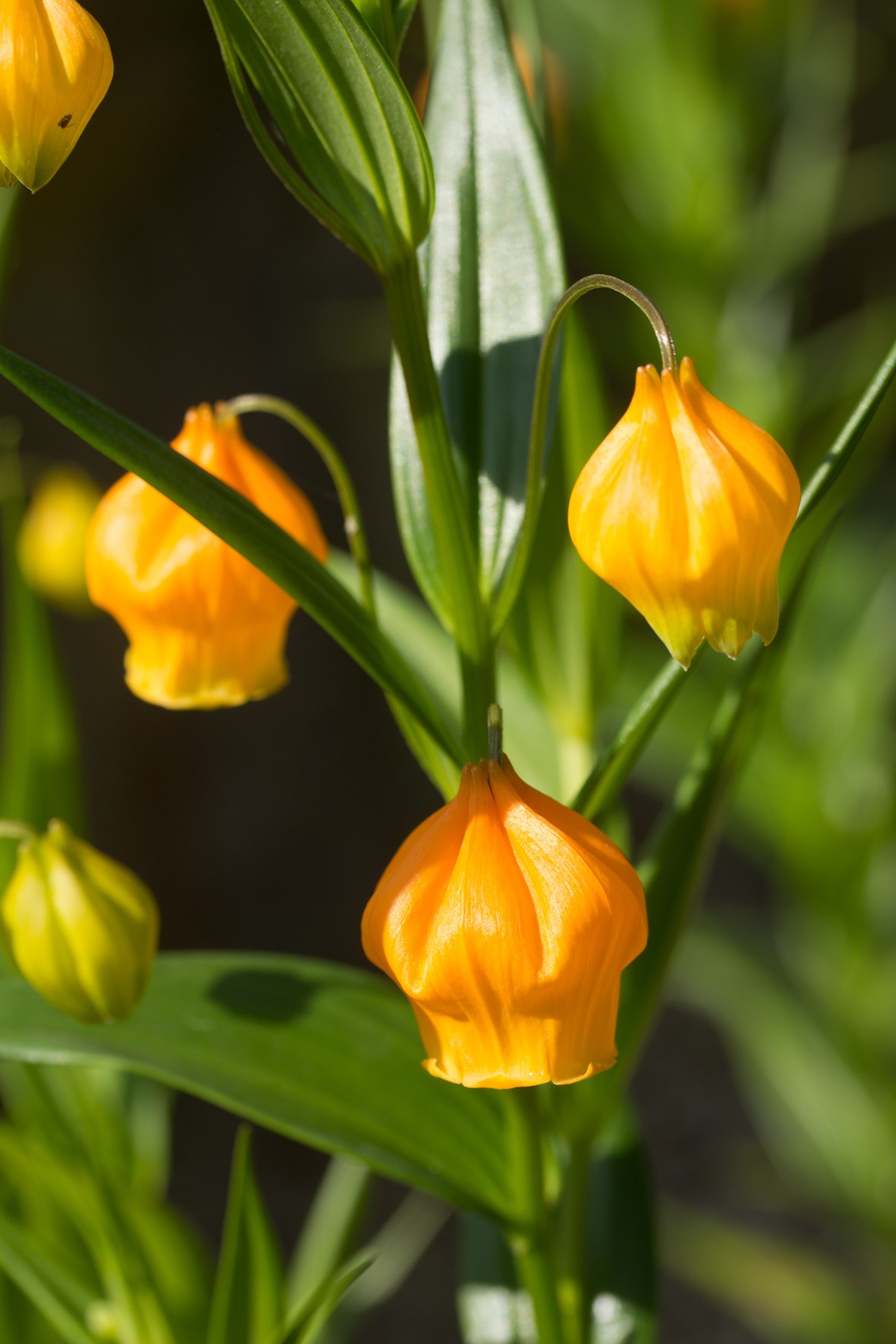 宫灯百合(sandersonia aurantiaca)