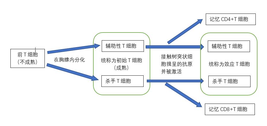 极简版t细胞分化,活化过程