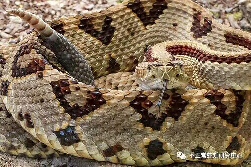 世界蛇日-与蛇类共存