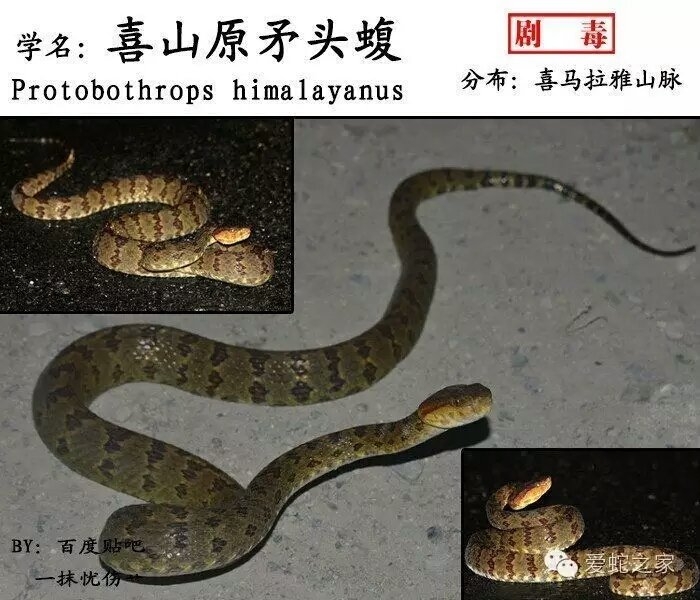 protobothrops himalayanus 喜山原矛头蝮 pan, chettri, yang
