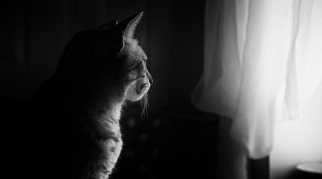 猫有时候会孤独的望着窗外,只留下一个孤独的背影,也不知道猫望着