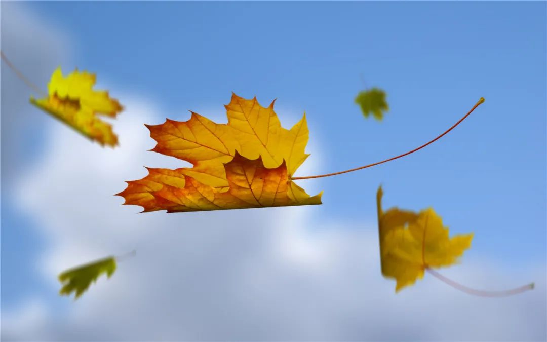 深秋落叶图片唯美短句,秋天处处显凄凉