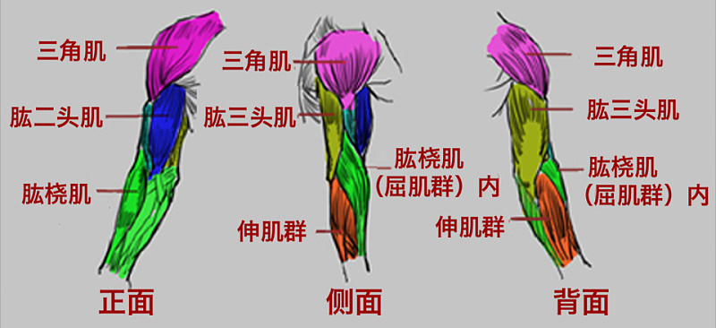 一套高效虐三头肌训练动作,带你虐出健硕手臂!