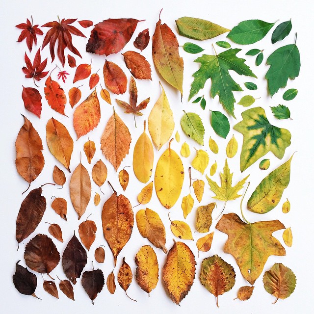 色彩过渡十分自然的树叶.