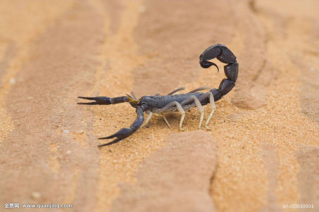 【种级专题】霍加尔杀人蝎androctonus hoggarensis