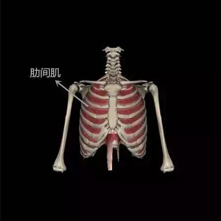 许多人健身关注的焦点,为什么会出现肋骨外翻?肋骨外翻怎么办?会带来什么问题?