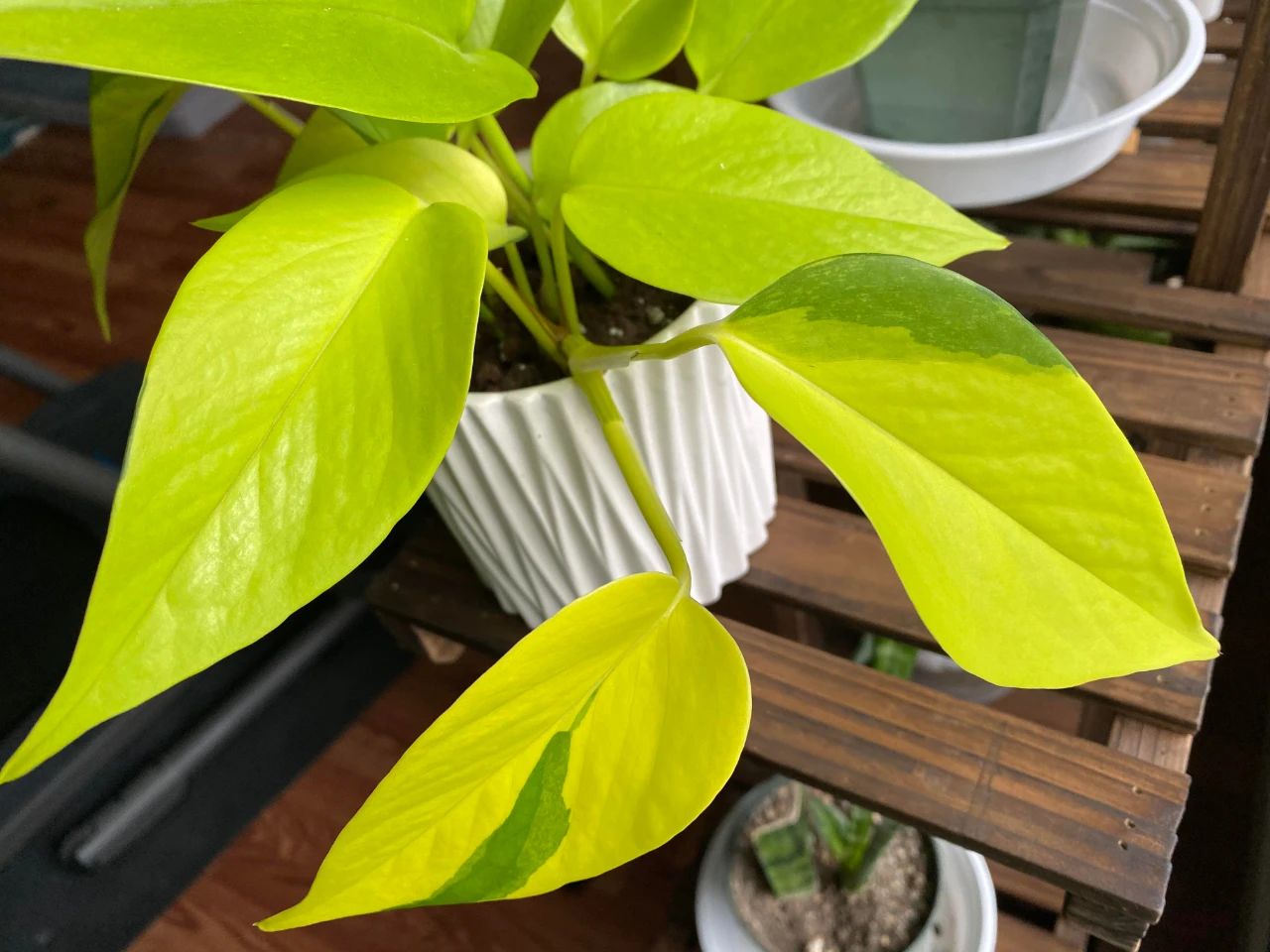 往绿萝的叶子上喷一种东西,可促进它开花,附绿萝品种大全