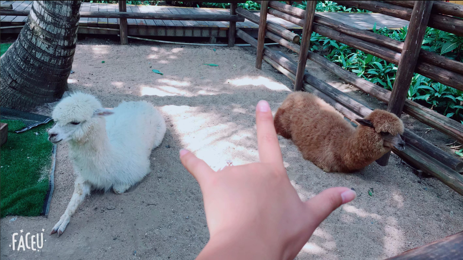 可爱的羊驼