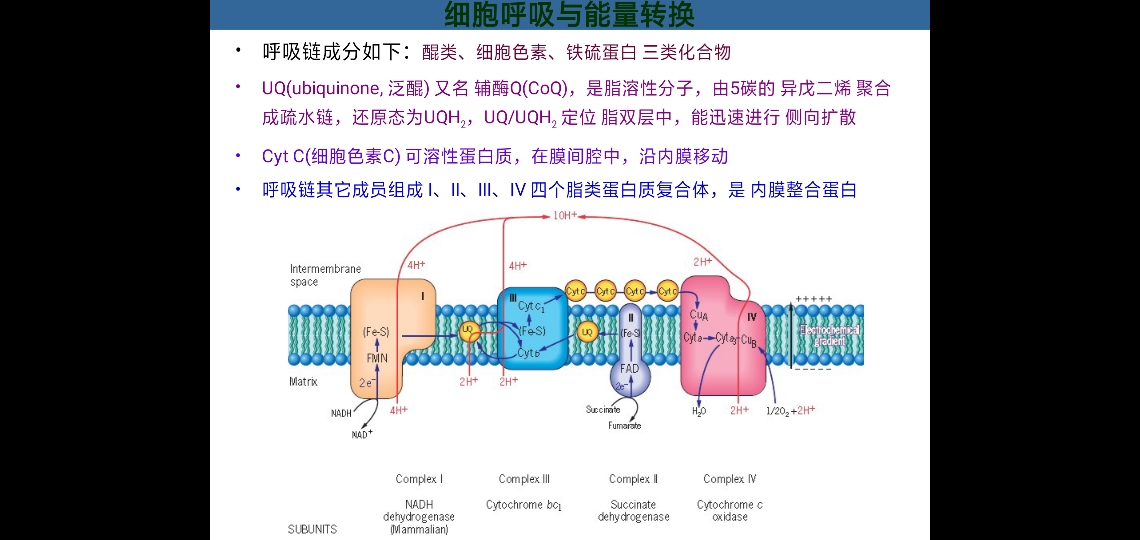 呼吸链由一系列可以可逆地接受质子和电子的化学物质组成