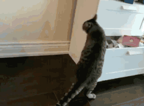 猫咪偷吃被抓包滑铁卢的精彩瞬间喵没事掩饰的很自然