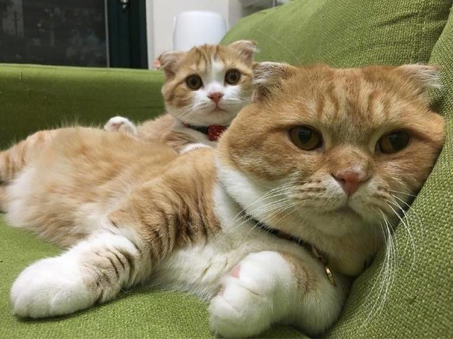 看这只慵懒的大猫咪脸都几乎皱在一起了,真是太可爱了,后面小猫咪这