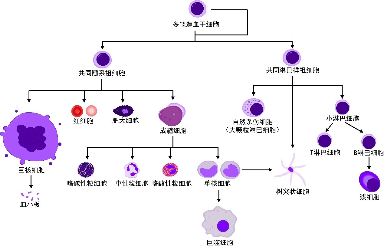别再傻傻分不清了——白细胞又叫免疫细胞