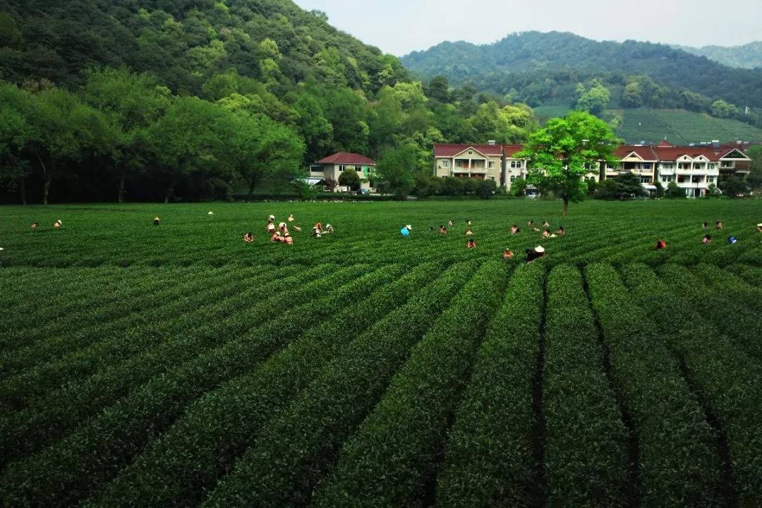 818西湖龙井的秘密