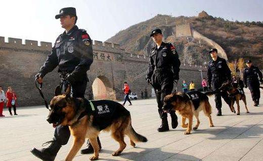 警界现用的6种警犬别忘了我们中国的骄傲昆明犬