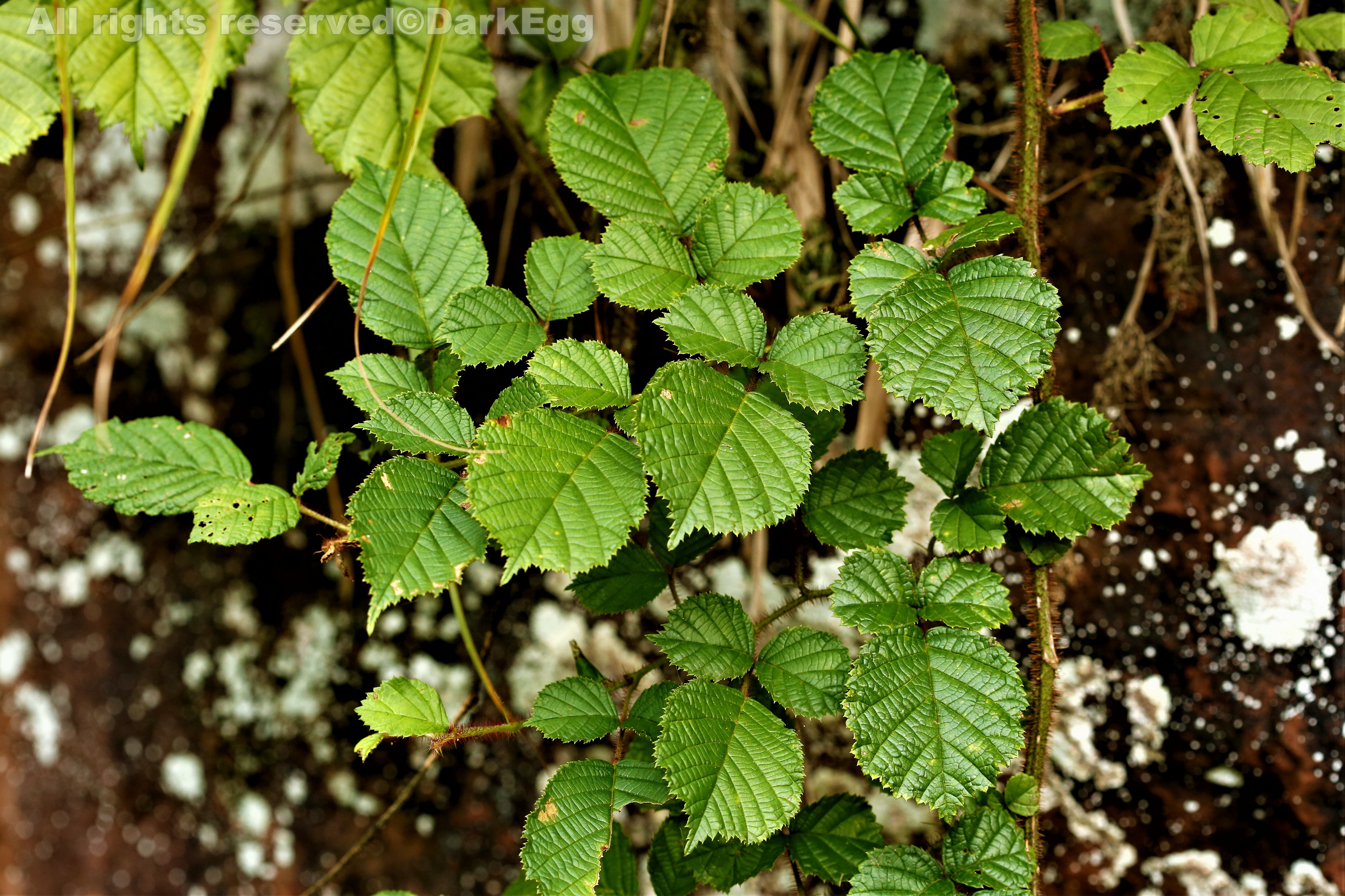 椭圆悬钩子 rubus ellipticus