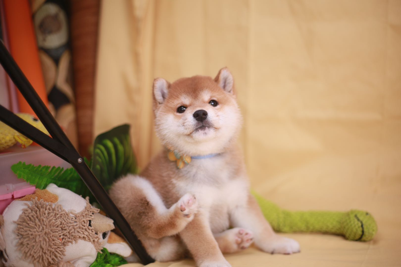 柴犬和秋田谁是日本的国宝