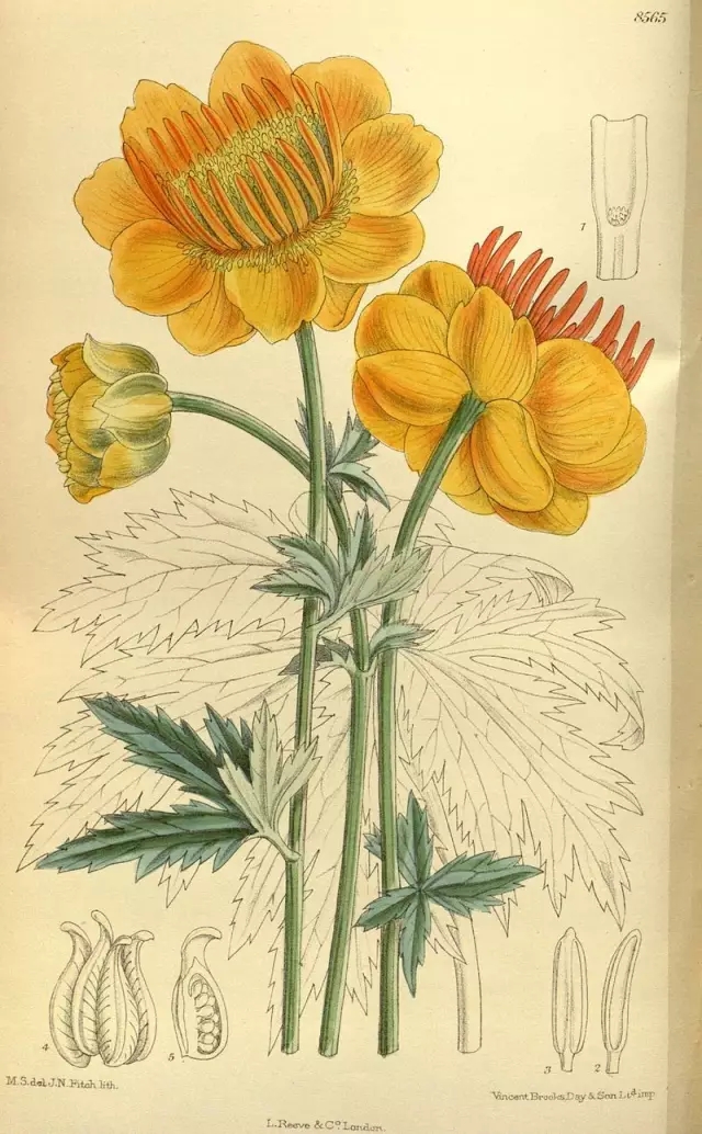 山光水色,步步金莲:新疆的金莲花属植物总览