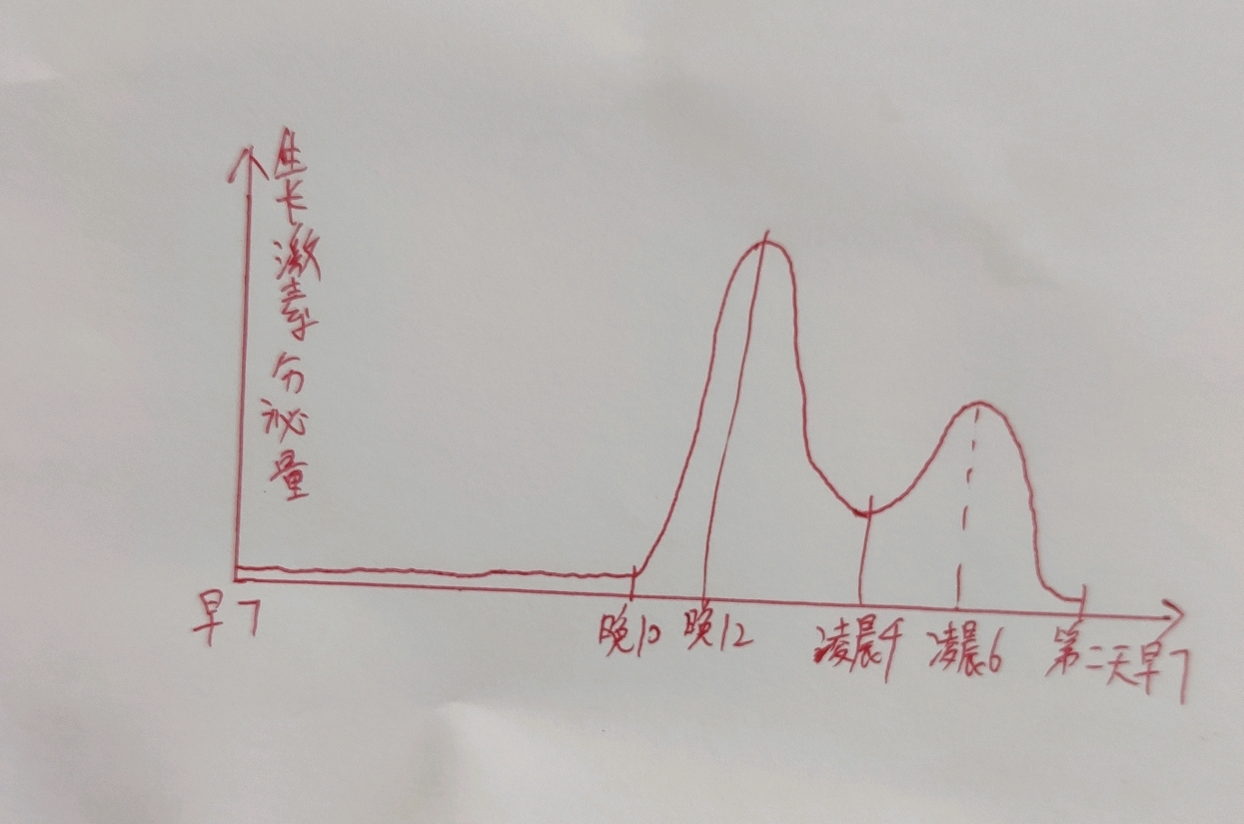 一天的生长激素分泌手绘图