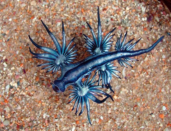 海蛞蝓啪啪啪的各种姿势~(未成年人请在监护人